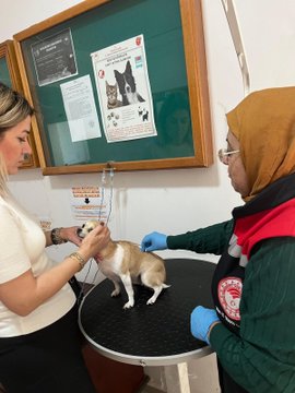 First image shows outdoor scene with people in red vests handling a dog near a table with supplies and Turkish flag banner. Second image depicts indoor office setting with man in vest wearing gloves assisting woman in headscarf at desk with documents and Turkish flag basket. Third image features men in vests examining a dog outdoors near fence and trees. Fourth image illustrates woman and another in headscarf with gloves vaccinating small dog on table in room with posters of animals.
