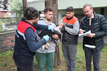First image shows outdoor scene with people in red vests handling a dog near a table with supplies and Turkish flag banner. Second image depicts indoor office setting with man in vest wearing gloves assisting woman in headscarf at desk with documents and Turkish flag basket. Third image features men in vests examining a dog outdoors near fence and trees. Fourth image illustrates woman and another in headscarf with gloves vaccinating small dog on table in room with posters of animals.