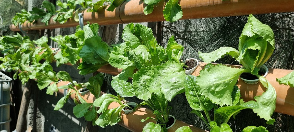 emmanuelrije's tweet photo. @amerix AquaGrandir grows fresh, organic lettuce using a sustainable aquaponic closed-loop system. Our nutrient-rich, eco-friendly approach produces high-quality greens perfect for salads, promoting healthy eating and combating malnutrition.
https://t.co/mws4lqwzjX https://t.co/ppSayqKrx3