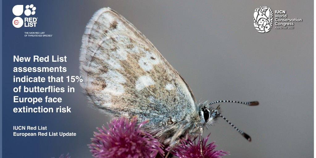 IUCN's tweet image. 🔴 BREAKING NEWS: European pollinators in peril!

New IUCN European Red List assessments launched at #IUCNcongress show nearly 100 more wild bee species now threatened. 🐝 

Butterfly extinction risk up 76% in a decade. 🦋 
🌍 Pollinators are vital to food, ecosystems &amp;amp;…