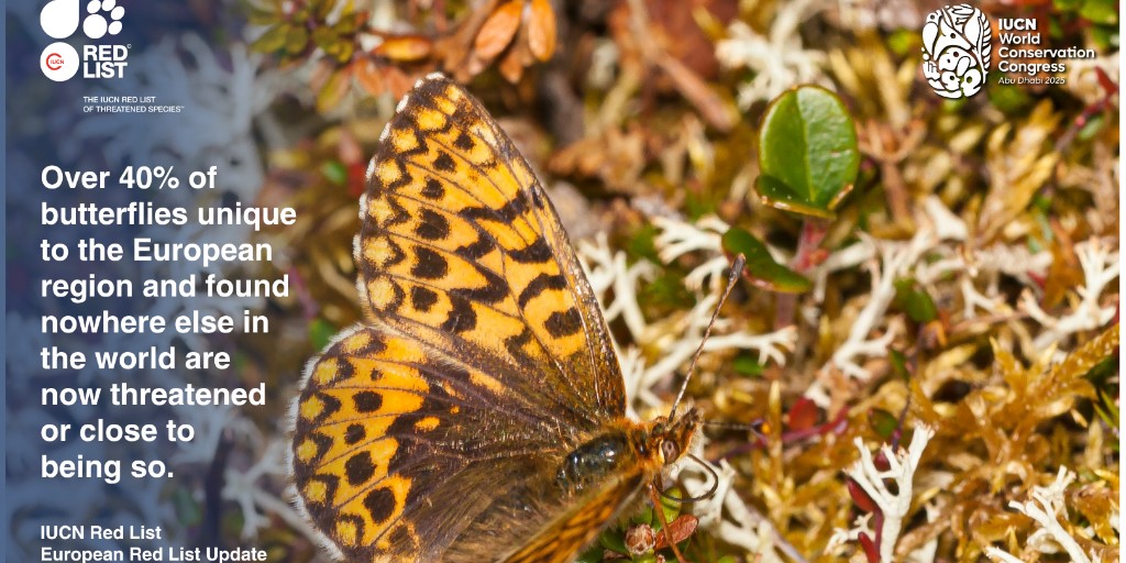 IUCN's tweet image. 🔴 BREAKING NEWS: European pollinators in peril!

New IUCN European Red List assessments launched at #IUCNcongress show nearly 100 more wild bee species now threatened. 🐝 

Butterfly extinction risk up 76% in a decade. 🦋 
🌍 Pollinators are vital to food, ecosystems &amp;amp;…