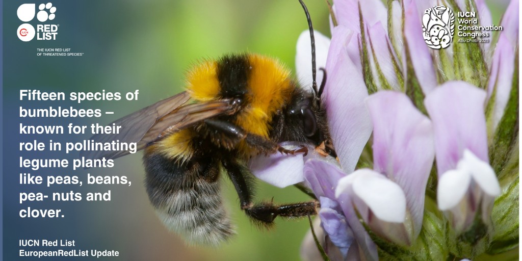IUCN's tweet image. 🔴 BREAKING NEWS: European pollinators in peril!

New IUCN European Red List assessments launched at #IUCNcongress show nearly 100 more wild bee species now threatened. 🐝 

Butterfly extinction risk up 76% in a decade. 🦋 
🌍 Pollinators are vital to food, ecosystems &amp;amp;…