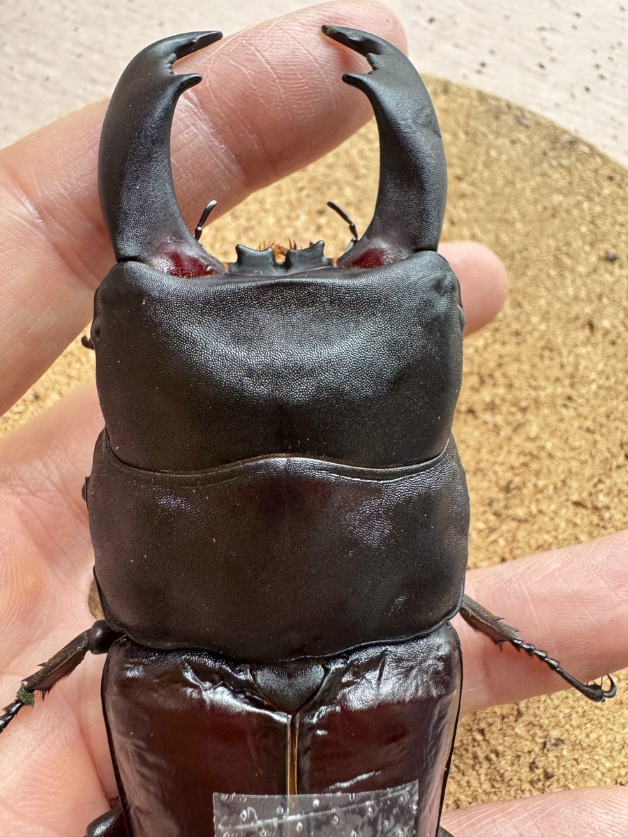 イチロー 16 (@tetu4411) / Posts / X