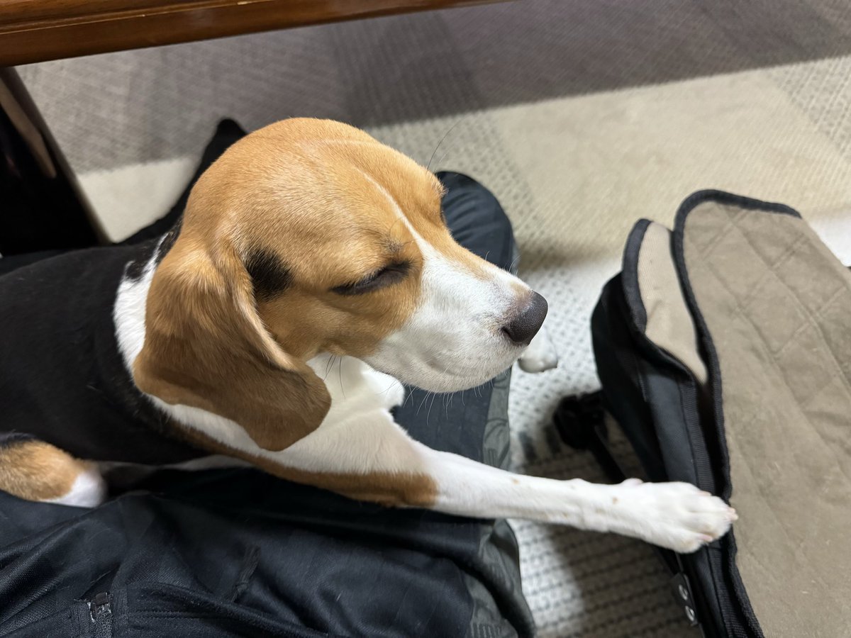 kukotomon's tweet image. 手ピーンしてうつらうつらしてる