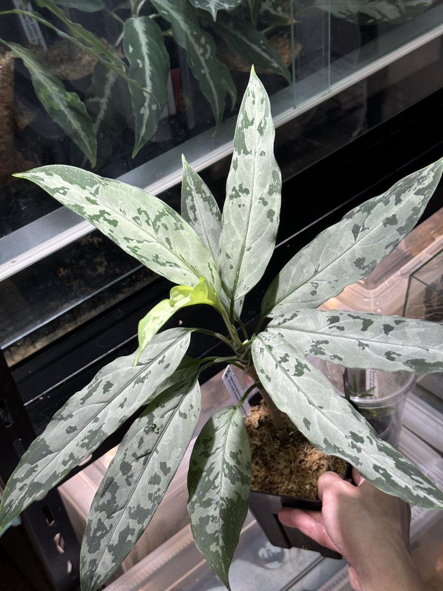 Aglaonema3636's tweet photo. Aglaonema pictum aceh sumatera
黒棺【RN】

RANさんやつ✨
見た目はもっとダークなのでヤバすぎますよ♪

#アグラオネマ #Aglaonema https://t.co/8TsYejaLRb