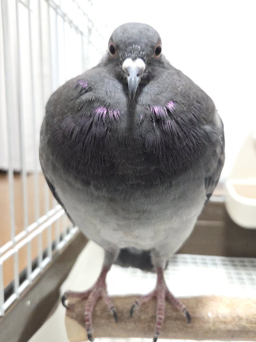 鳩村うさぽ🥖🥐🐦💕🍜 (@HatoUsapo) / X