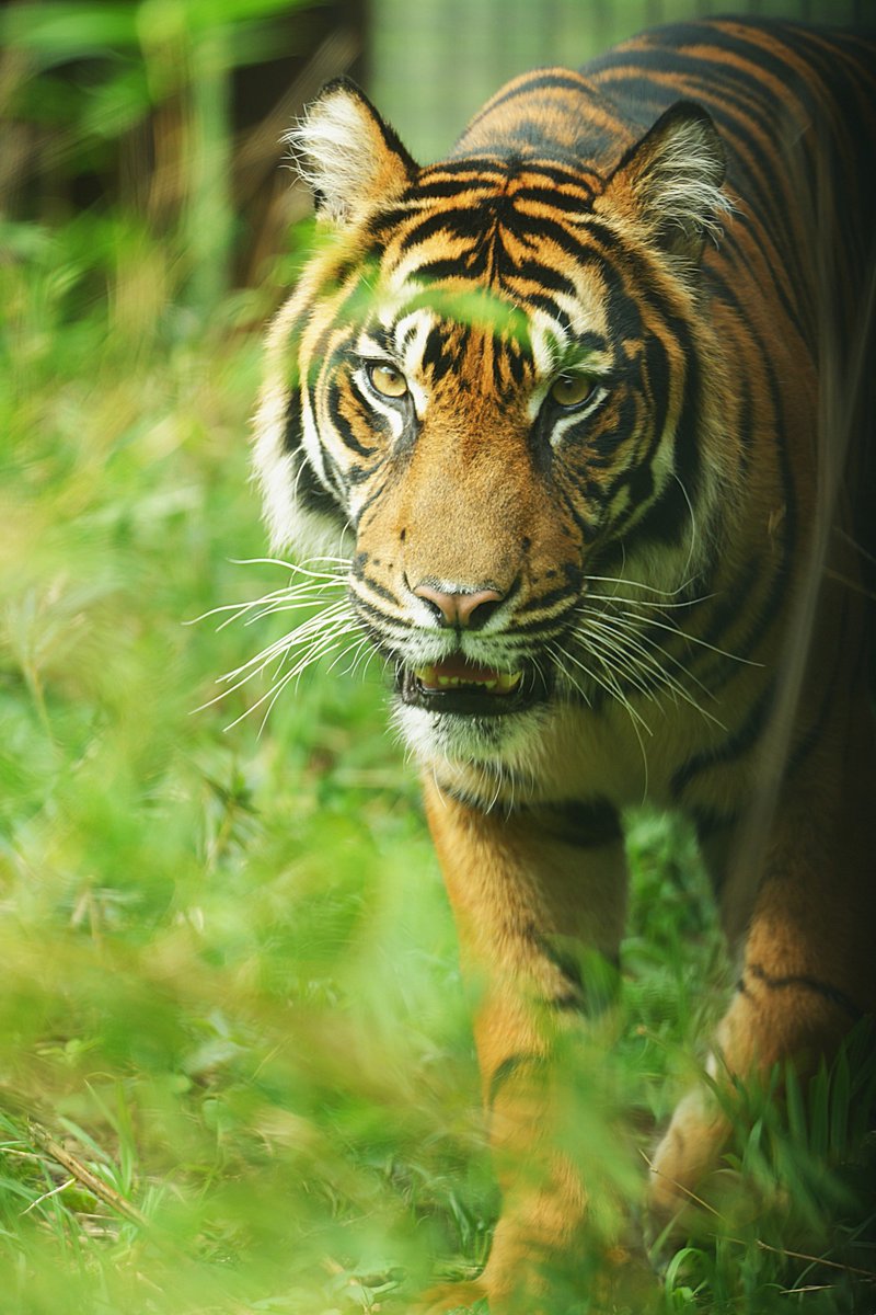 ekunzoo's tweet image. アロナ
#スマトラトラ
#東山動物園

2025/10/07