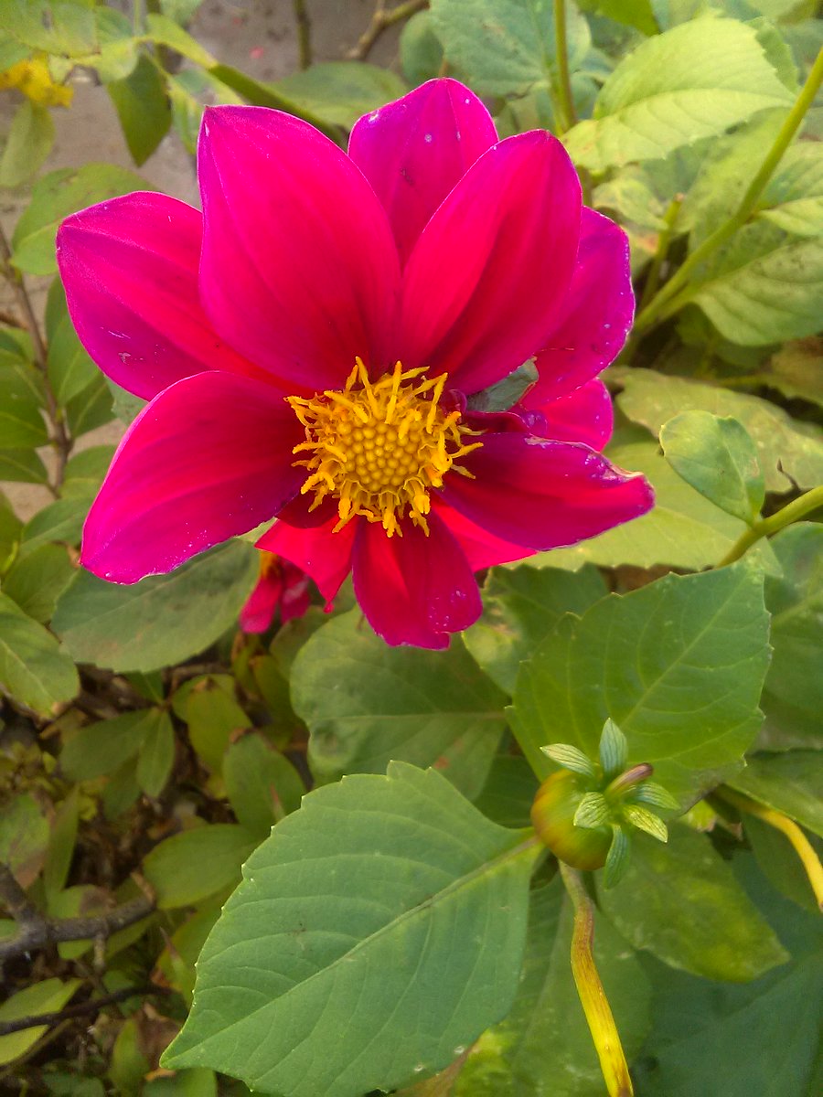 Booksmiscellany's tweet image. Dahlias still flowering in our garden.