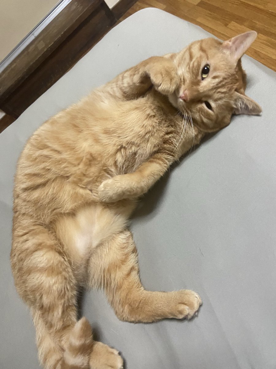 chibituna222's tweet photo. 甘えん坊ちゃん🐱 https://t.co/kFH4fPcspP
