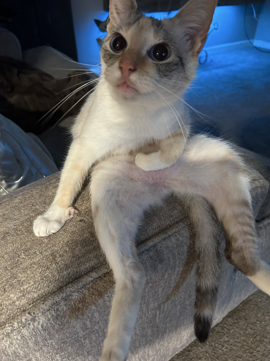 jerryrussell10's tweet image. Good morning everyone 😻 happy Caturday, my girl is so cute I had to repost this 😂 have a beautiful day everyone 💕🫶