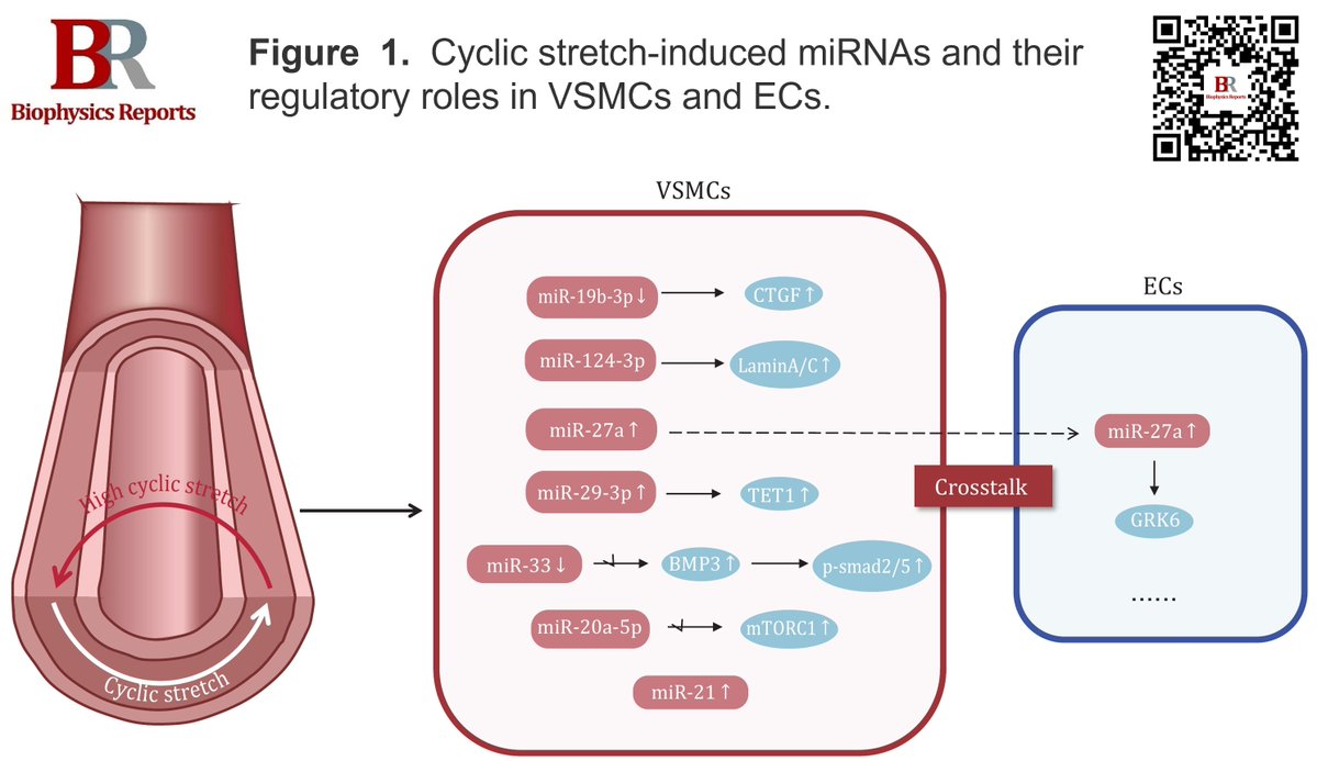 📢 Congratulations to Kai Huang on their review "Cyclic stretch and oxidative stress induced miRNAs in vascular remodeling" published in Biophysics Reports (Online First).
🔗 doi.org/10.52601/bpr.2…
#smiRNAs #Cyclicstretch #Mechanotransduction #Oxidativestress #ROS