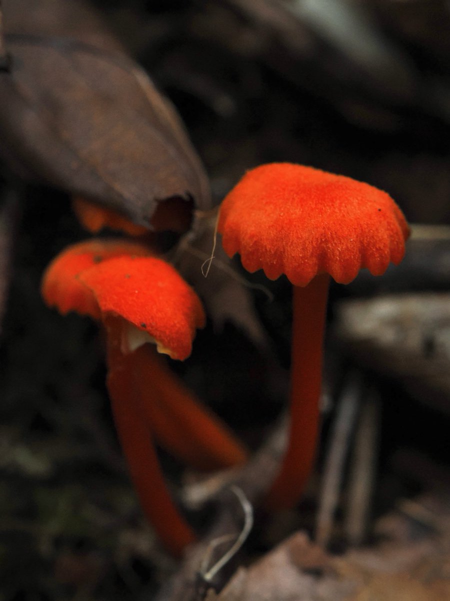 weaponshouwa's tweet image. 真っ赤な小さいキノコ。
日暮の暗い森でも目立っていました。