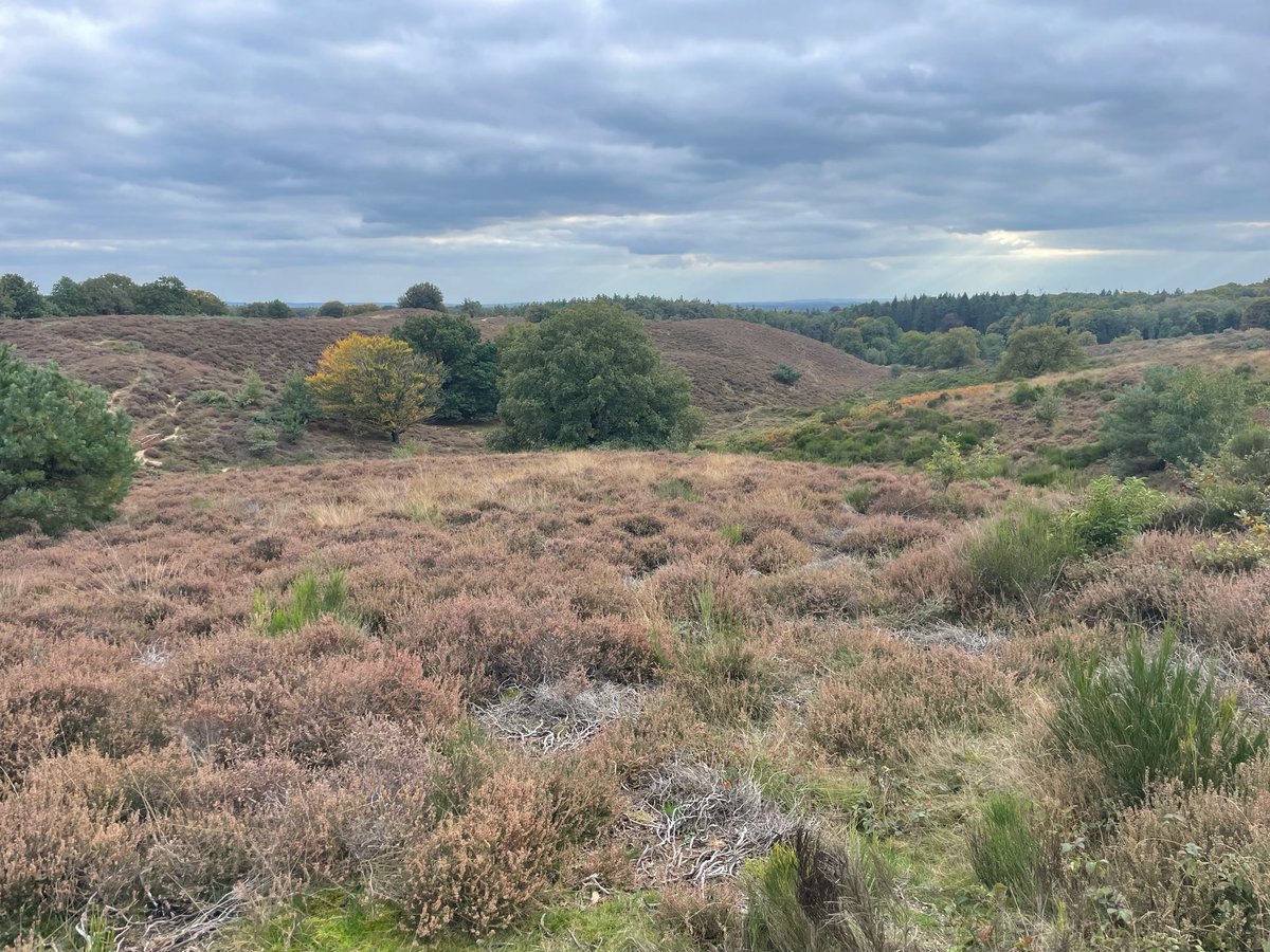 chriszeeven's tweet photo. Het is herfst en heerlijk om op de #Posbank @gemeenteRheden. Het is veel stiller nu in de weekenden geen autoโs meer over de Posbank mogen rijden. De hei is niet omgevallen. De #natuur is prachtig. Zie de Jacobsladder, de zonnestralen door de wolken https://t.co/WM7h7irhA5