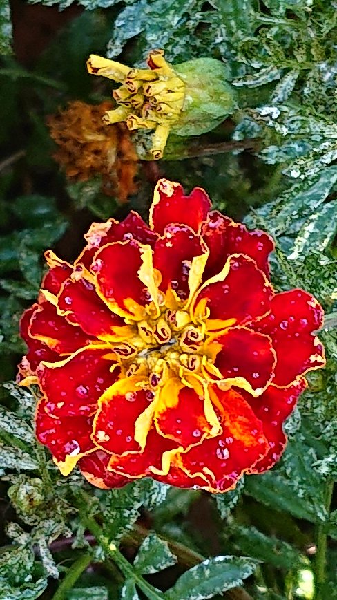 dtk_l_a_m_f_'s tweet image. Thank you so much dear Katerina 🌛
I wish you a wonderful weekend ✨