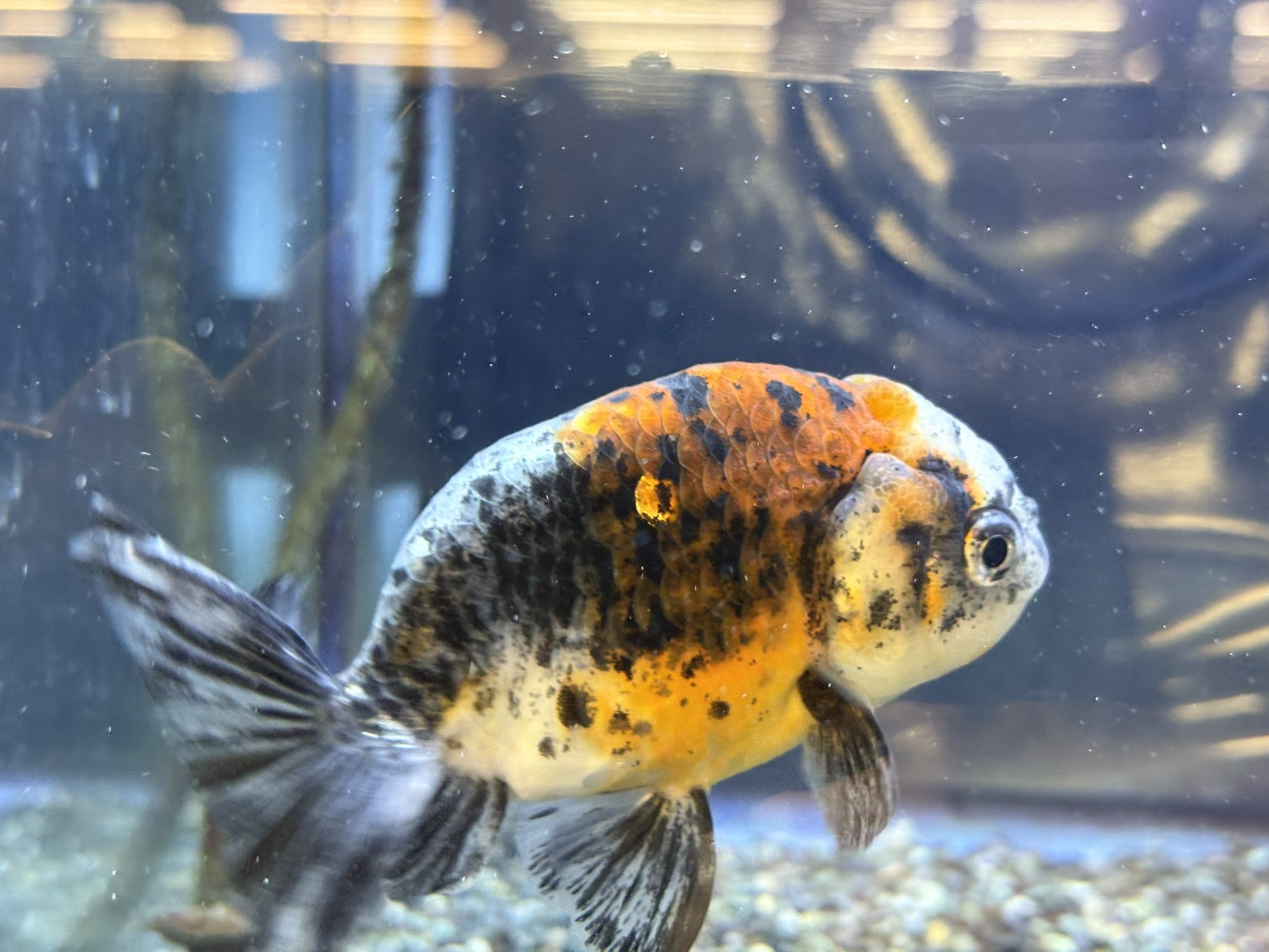 i5[フィッシュマスターオカ] ☆極美極上 中国産 超セレクト 超ビッグ