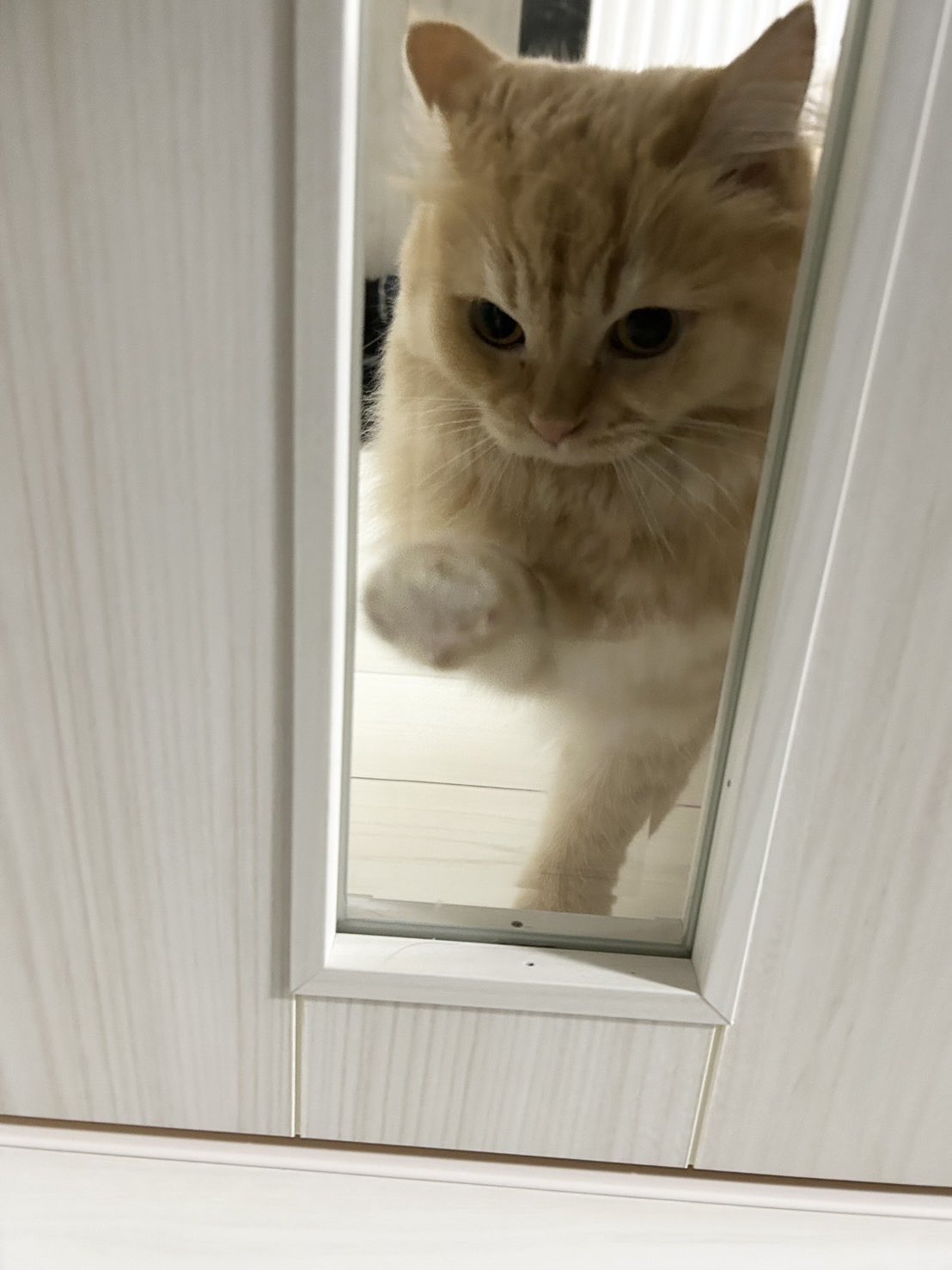 ふらんすねこ様♡ありがとうございます♡ にゃんずまま🍓🍑 on X: 