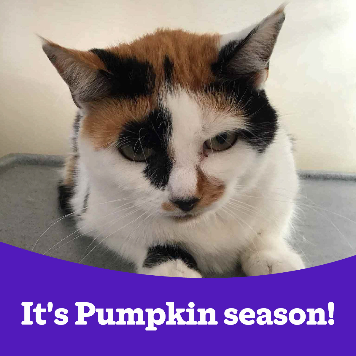CPAngliaCoastal's tweet image. How about a slightly different Pumpkin…how about this lovely lady!

Pumpkin is an affectionate 7-year-old little princess, who is looking for a lovely warm lap to sit on, where she loves having plenty of fuss. 

Interested?  email the branch on adoption@angliacoastal.cats.org.uk