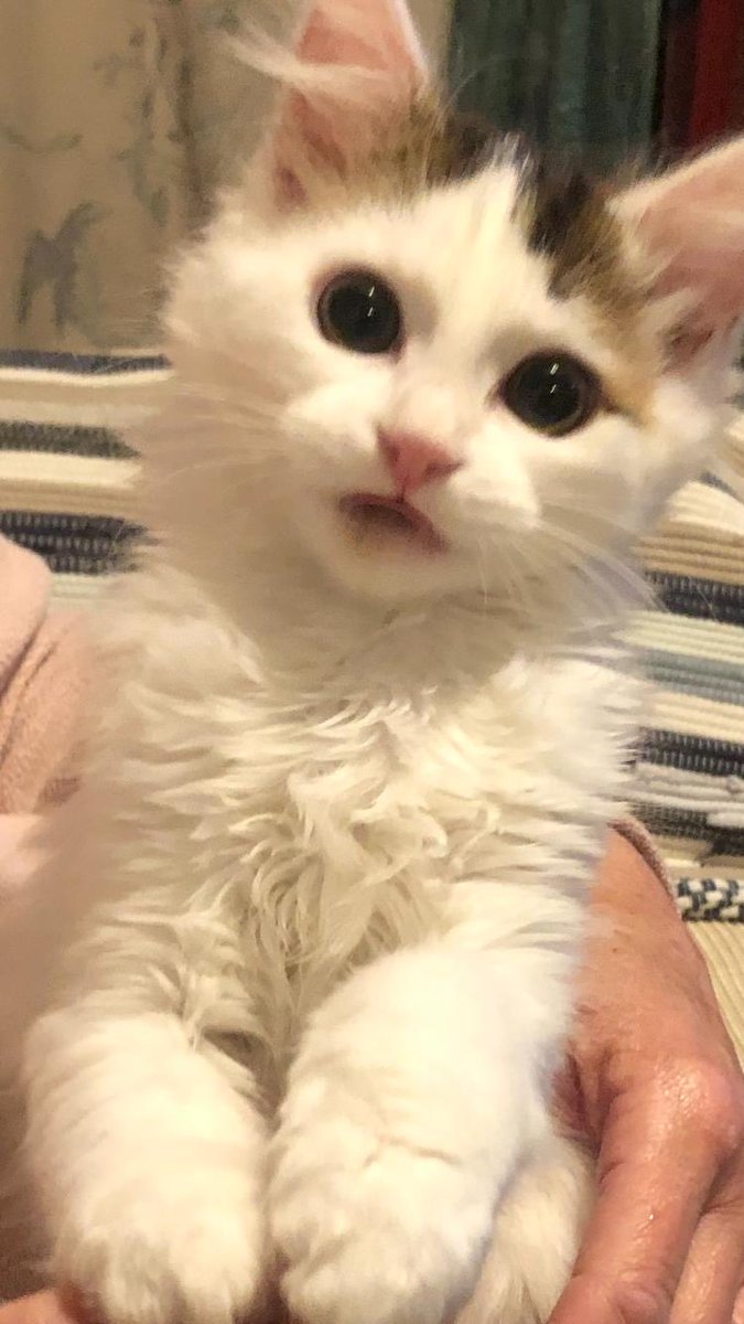 This #Caturday Pickle is ready for her new forever home. She’s a sociable energetic kitten who loves people, other cats and isn’t fazed by dogs either. She had a rough start in life alone outside at 5 weeks old. She’s now she’s loving life and is a healthy 4mth old #CatsOfTwitter