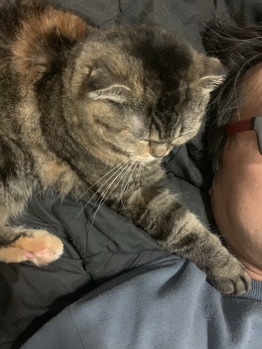 お買い物から帰ってきてまたニャンさんと一緒('Д`)( ΦωΦ ) 