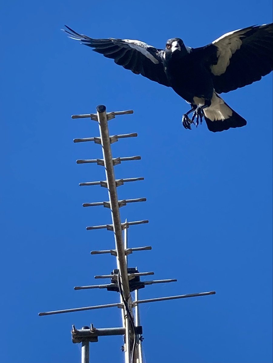 Magpie season in Canberra
