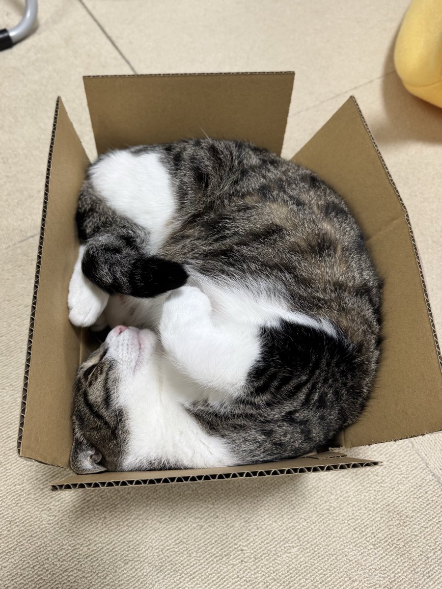 ぎんちゃんお届けにゃん🐾📦