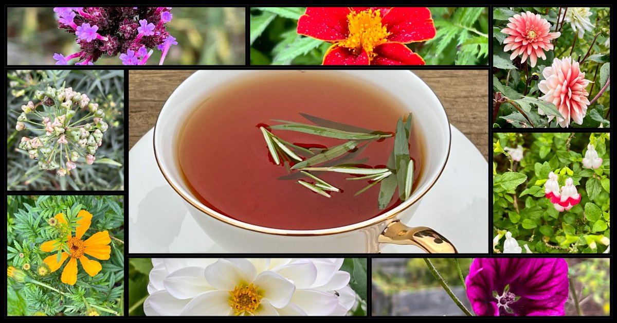 Dilhan C. Fernando tweet media