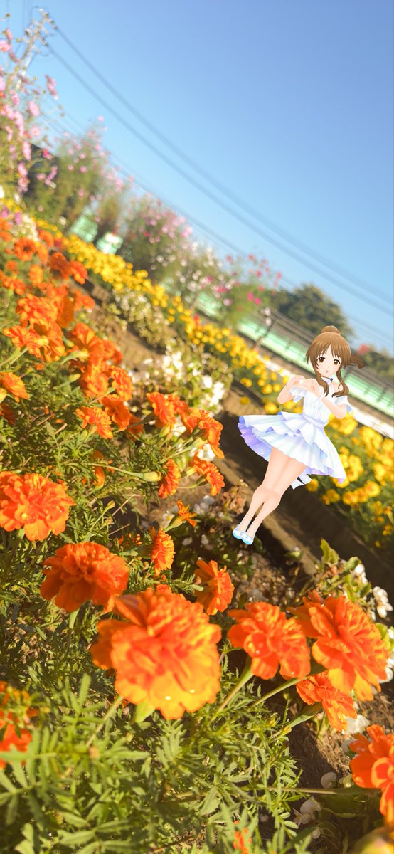 Rebellio_Mevius's tweet image. 🌸୧ζ&apos;ヮ&apos;ζ૭🌼
#7時25分は藍子のゆるふわタイム 
#高森藍子 #デレステAR