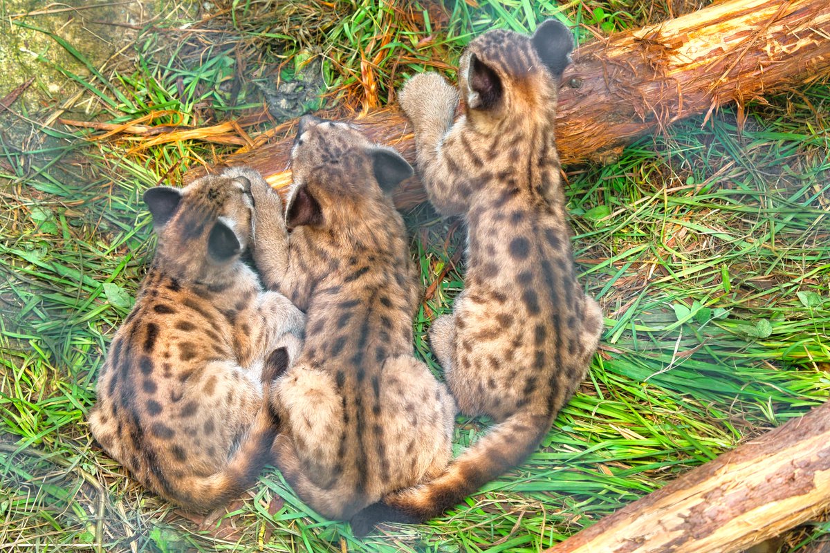 z9kE9zzNT16Iz31's tweet image. 「ピューマ赤ちゃんs」2025-8-10
貴重な三頭背中写真
もう背中の模様がほぼなくなってしまった
#ピューマ #ピューマ一家 #ピューマ赤ちゃん #盛岡市動物公園ZOOMO