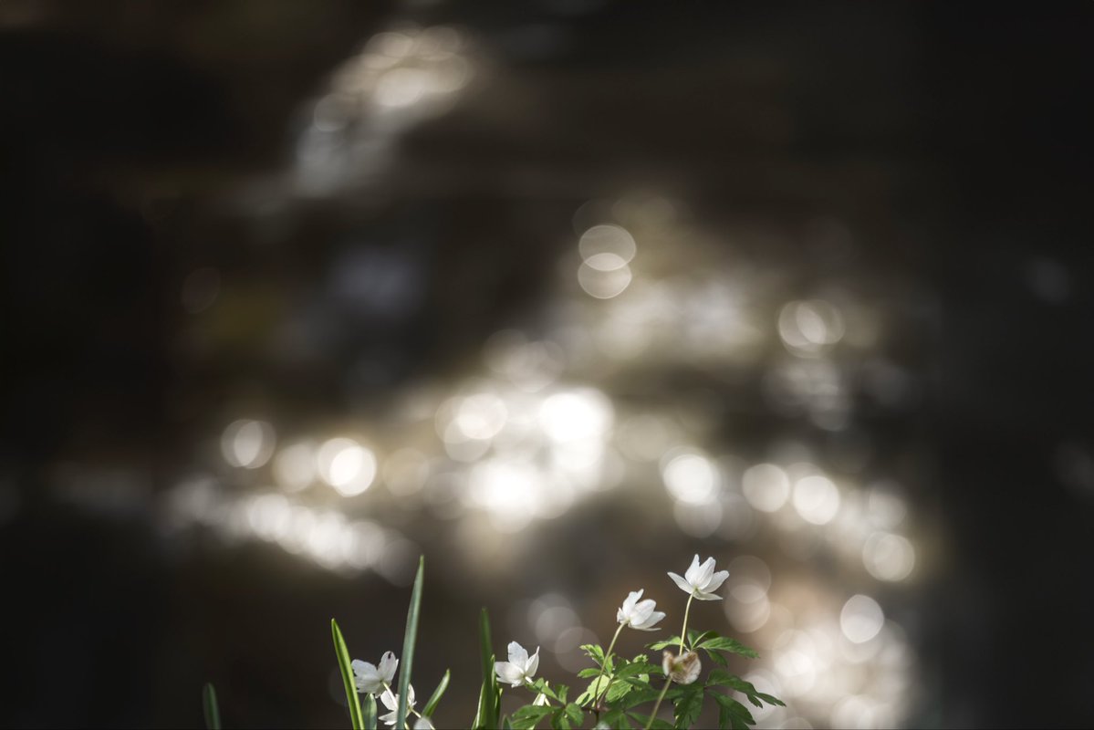 edmorrisuk's tweet image. a collection of leaves and flowers in their landscapes 😊

#ThePhotoHour #StormHour #photography #walesartists @photography @visitwales @ItsYourWales