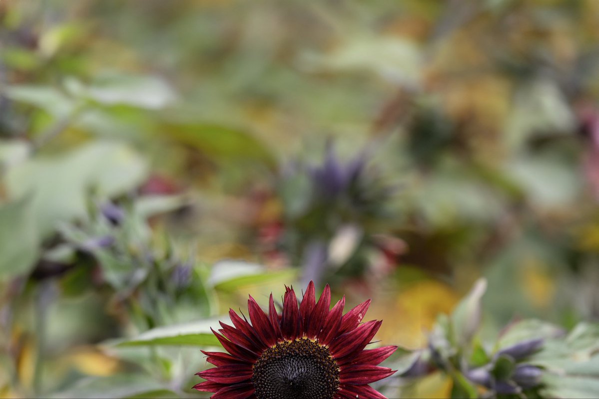 edmorrisuk's tweet image. a collection of leaves and flowers in their landscapes 😊

#ThePhotoHour #StormHour #photography #walesartists @photography @visitwales @ItsYourWales