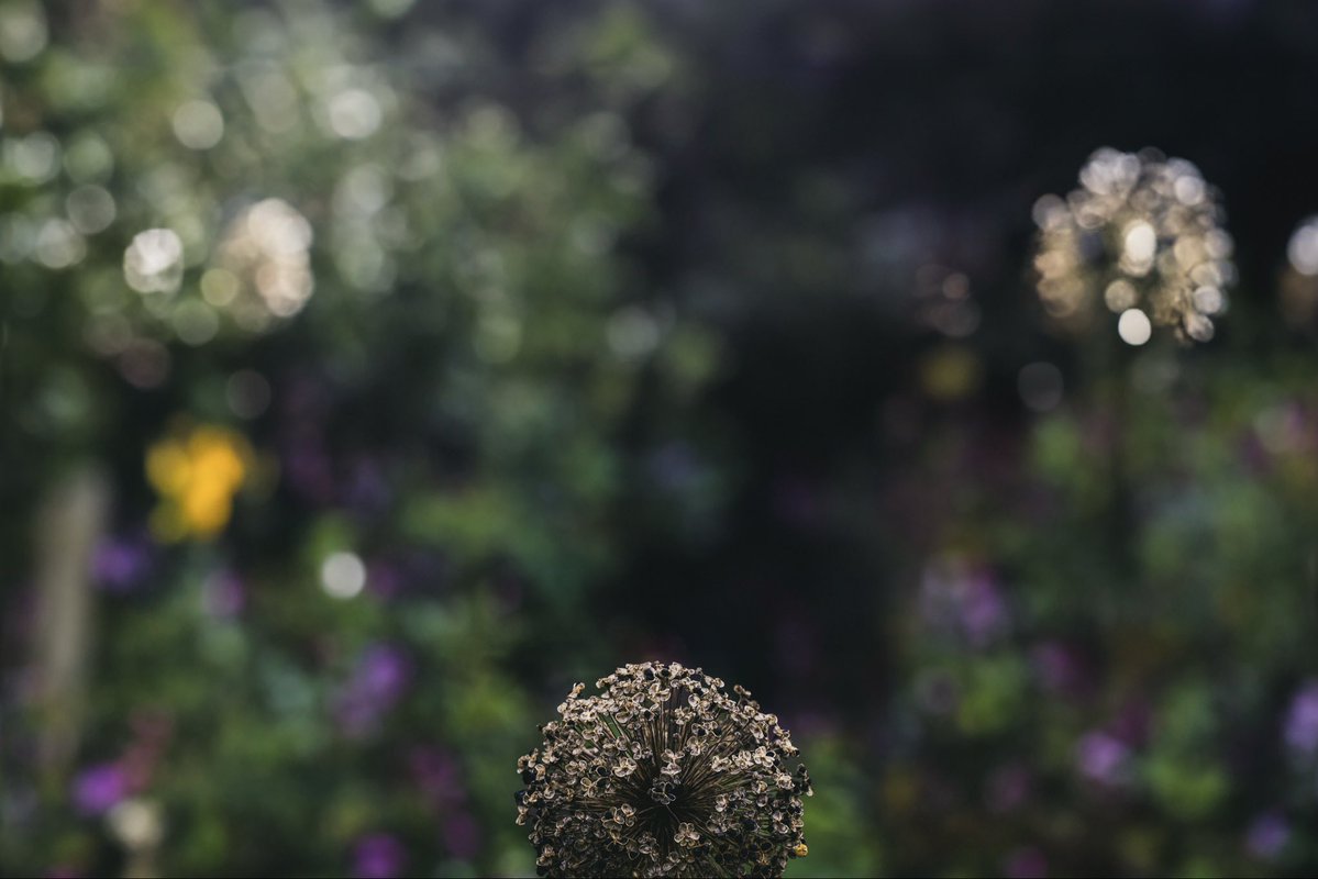 edmorrisuk's tweet image. a collection of leaves and flowers in their landscapes 😊

#ThePhotoHour #StormHour #photography #walesartists @photography @visitwales @ItsYourWales