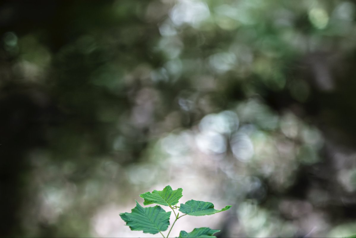 edmorrisuk's tweet image. a collection of leaves and flowers in their landscapes 😊

#ThePhotoHour #StormHour #photography #walesartists @photography @visitwales @ItsYourWales