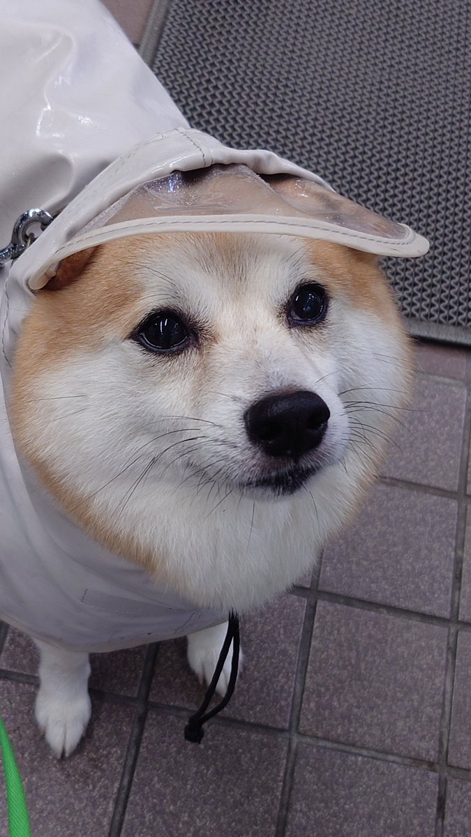 sisi3po's tweet photo. レインコート着たくないの https://t.co/jrLh9pneZH