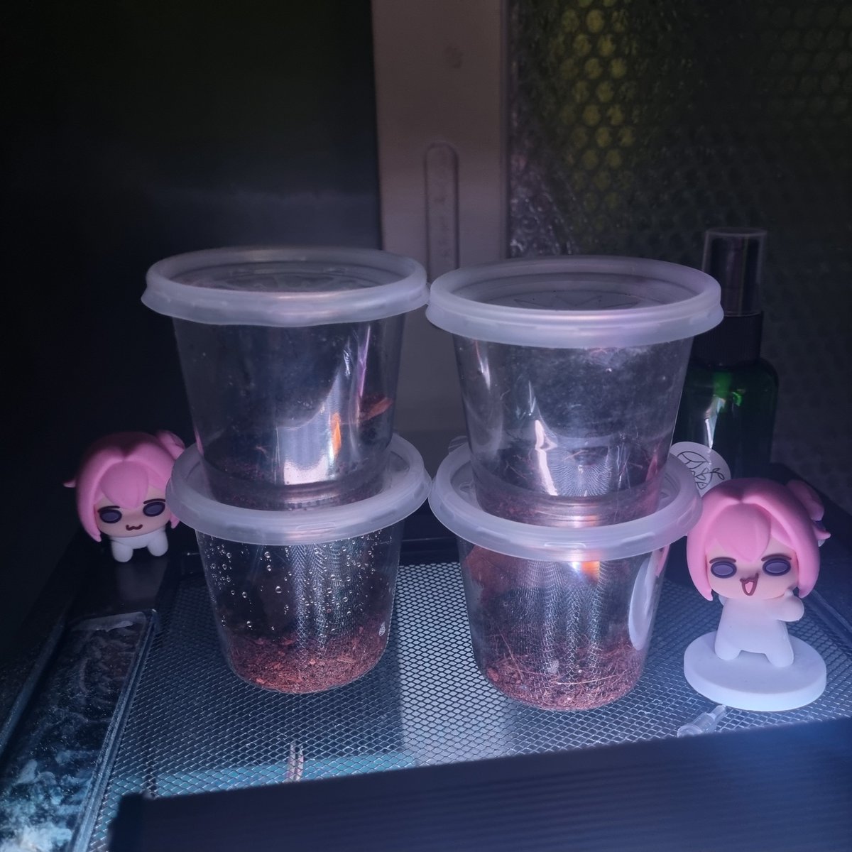 벌레주의)
간만에 애완벙레들 새로 데려왔어요
깡충거미 넘귀엽...