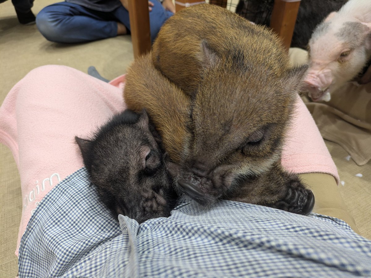 tin_mhw's tweet photo. トンカツ屋ではないです https://t.co/irAScoXRdn