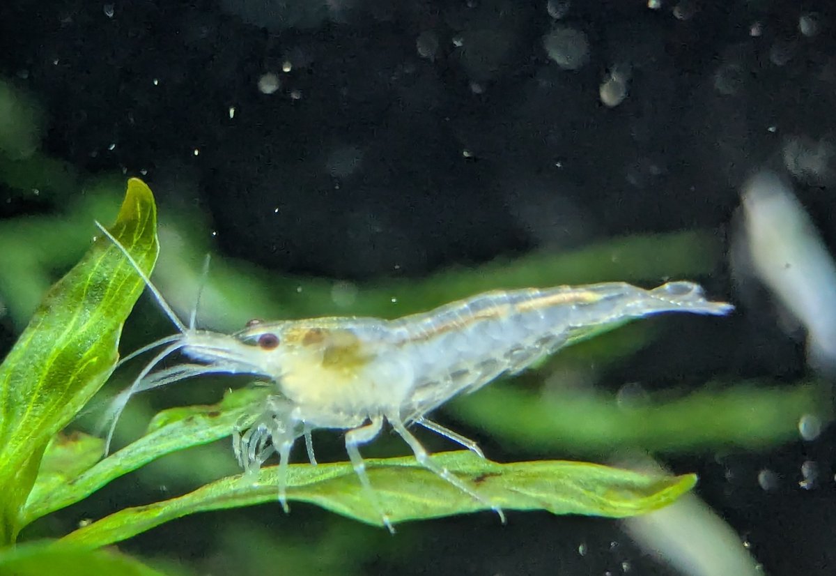 ebinokakato's tweet image. ebinokakatoの長嶋です！

今週入荷のシュリンプはこちら👇️

🔶チェリーシュリンプ🔶
・ブラッディマリー
・ダークブルー
・イエローチェリー
・イエローゴールデンバッグ
・オレンジチェリー
・スーパーレッドチェリー
・オレンジルリーシュリンプ
・ルリーシュリンプ
・ブラックルリー
📷…