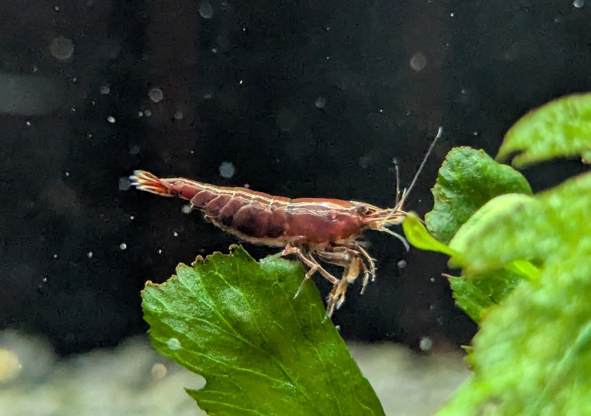 ebinokakato's tweet image. ebinokakatoの長嶋です！

今週入荷のシュリンプはこちら👇️

🔶チェリーシュリンプ🔶
・ブラッディマリー
・ダークブルー
・イエローチェリー
・イエローゴールデンバッグ
・オレンジチェリー
・スーパーレッドチェリー
・オレンジルリーシュリンプ
・ルリーシュリンプ
・ブラックルリー
📷…