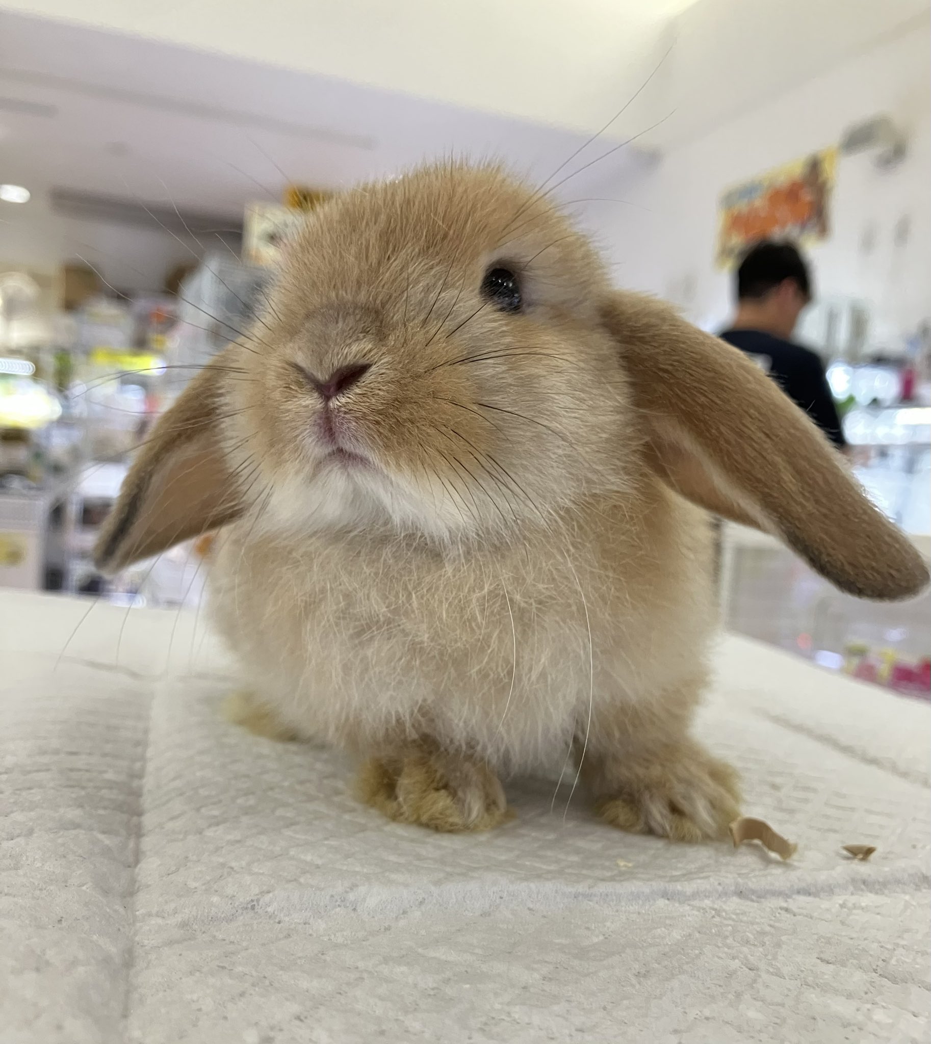 モモウサギ 23ETOmmk-Wh-FIN1_S.jpg