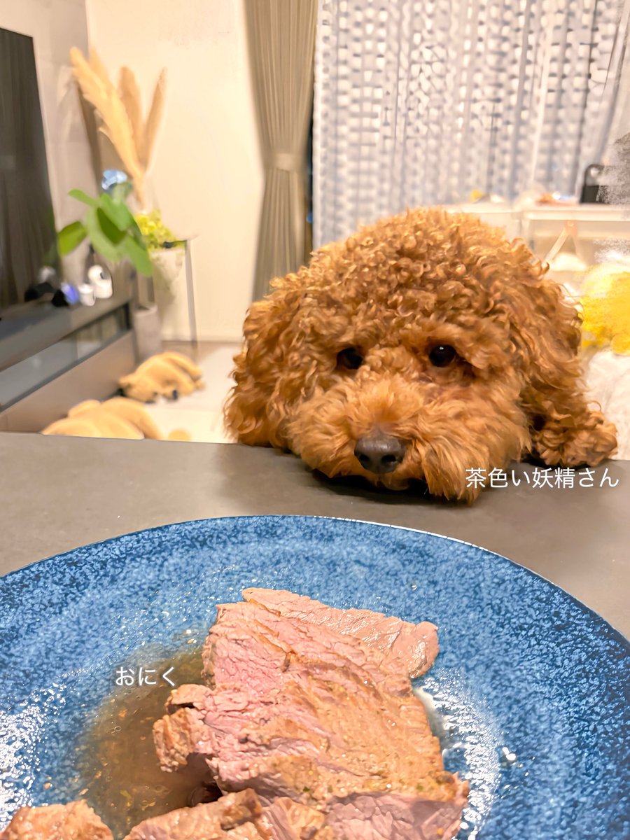 うちの茶色い妖精さん