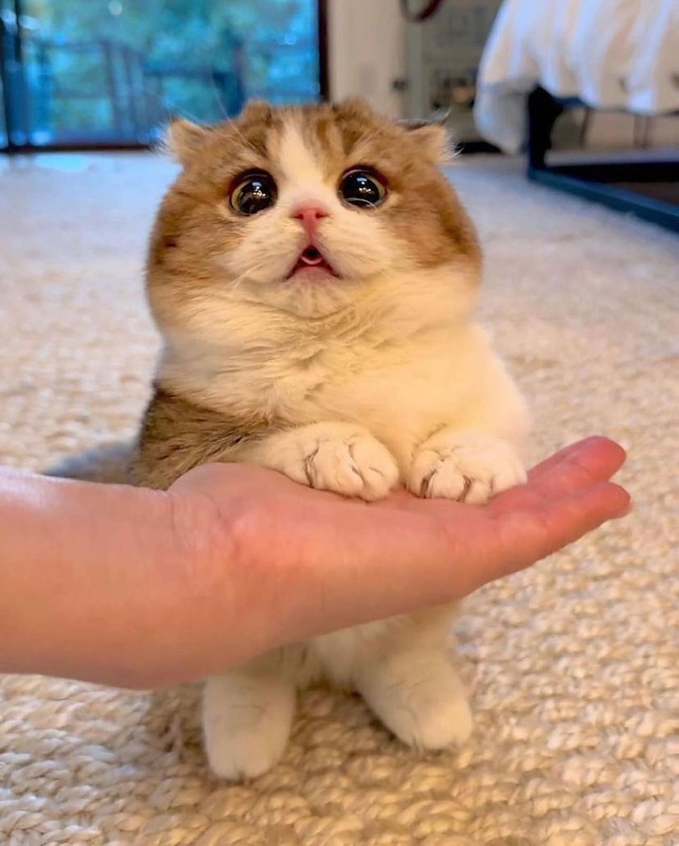 small kittens are cute tweet media