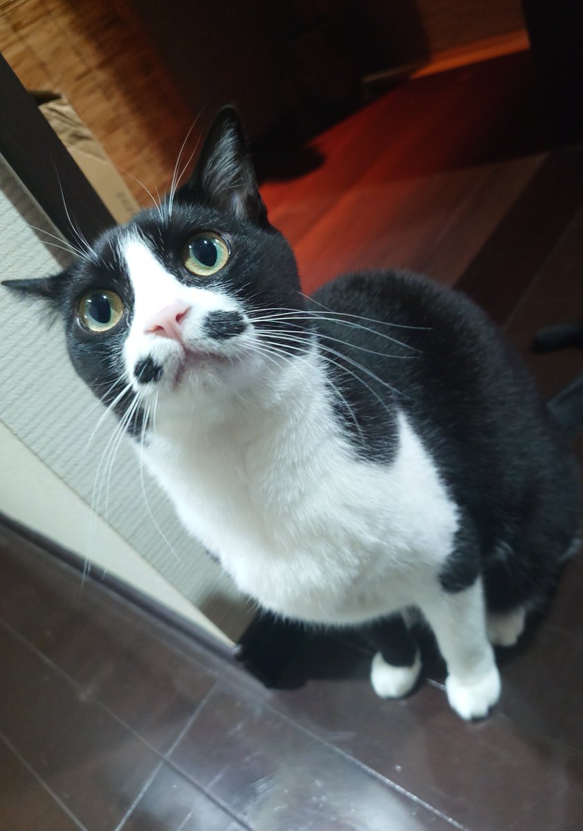 ○chat noir○ (@chatnoir8888) / Posts / X