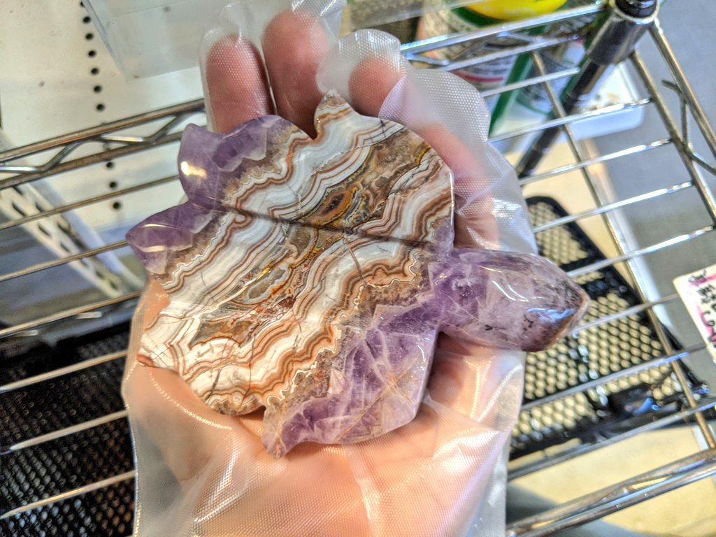 🐢かめんちゅ🐢 on X: 