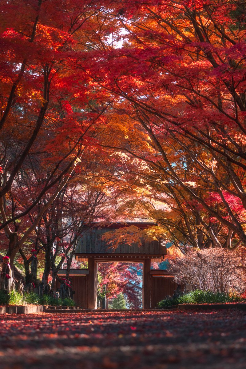 pomu_iyashi's tweet image. 今年も見たい栃木の紅葉