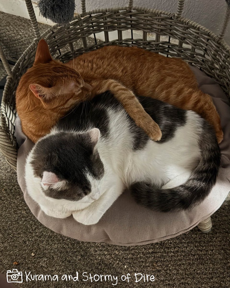 megacatstudios's tweet image. It must be so warm in that hug! #Caturday