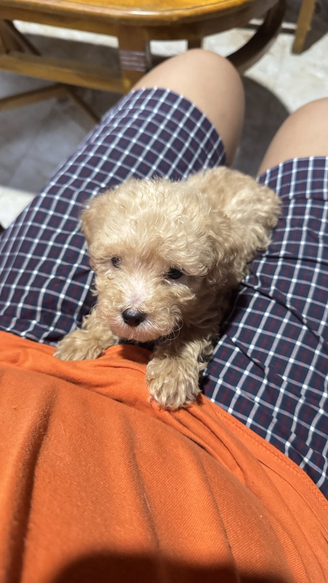 meet Ares, puppynya pacar aku