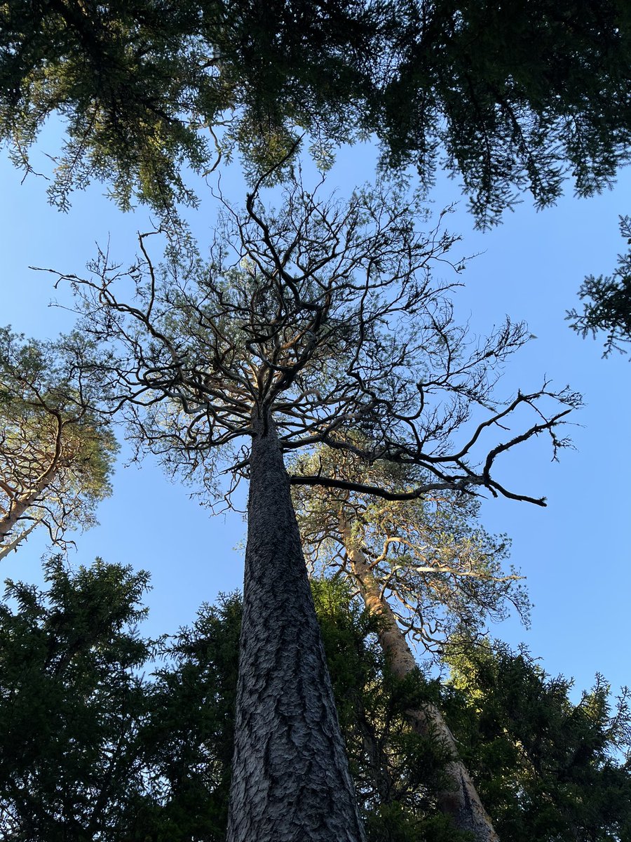 Bridget Jones tweet media