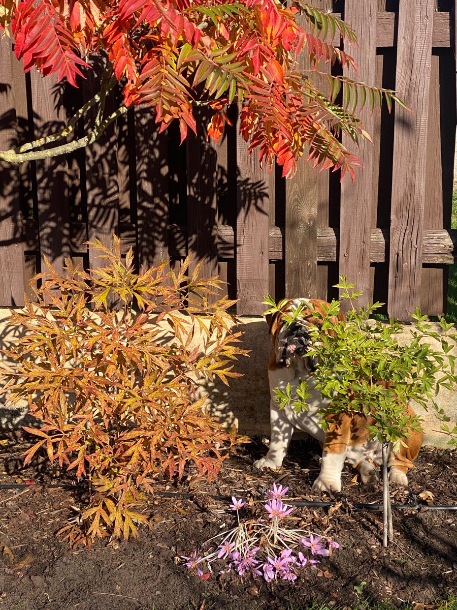 Spot the bulldog. Nickie!