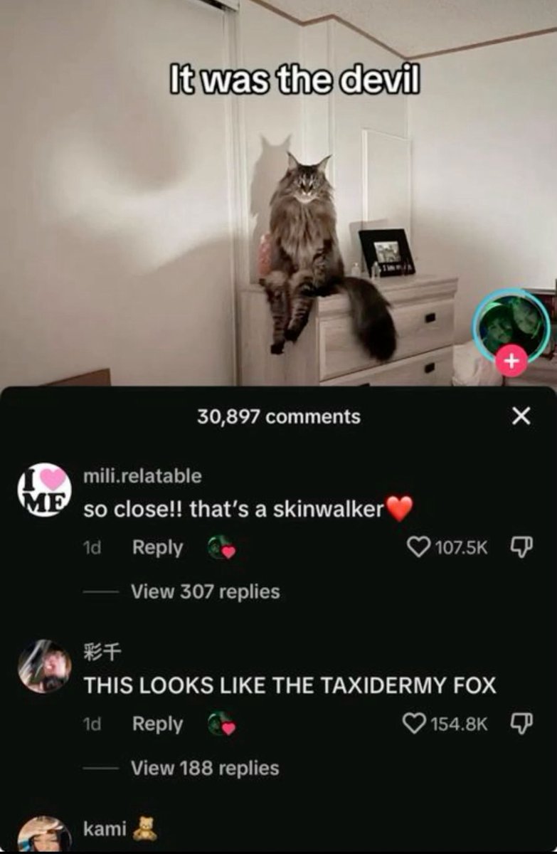 PostsOfCats's tweet image. 