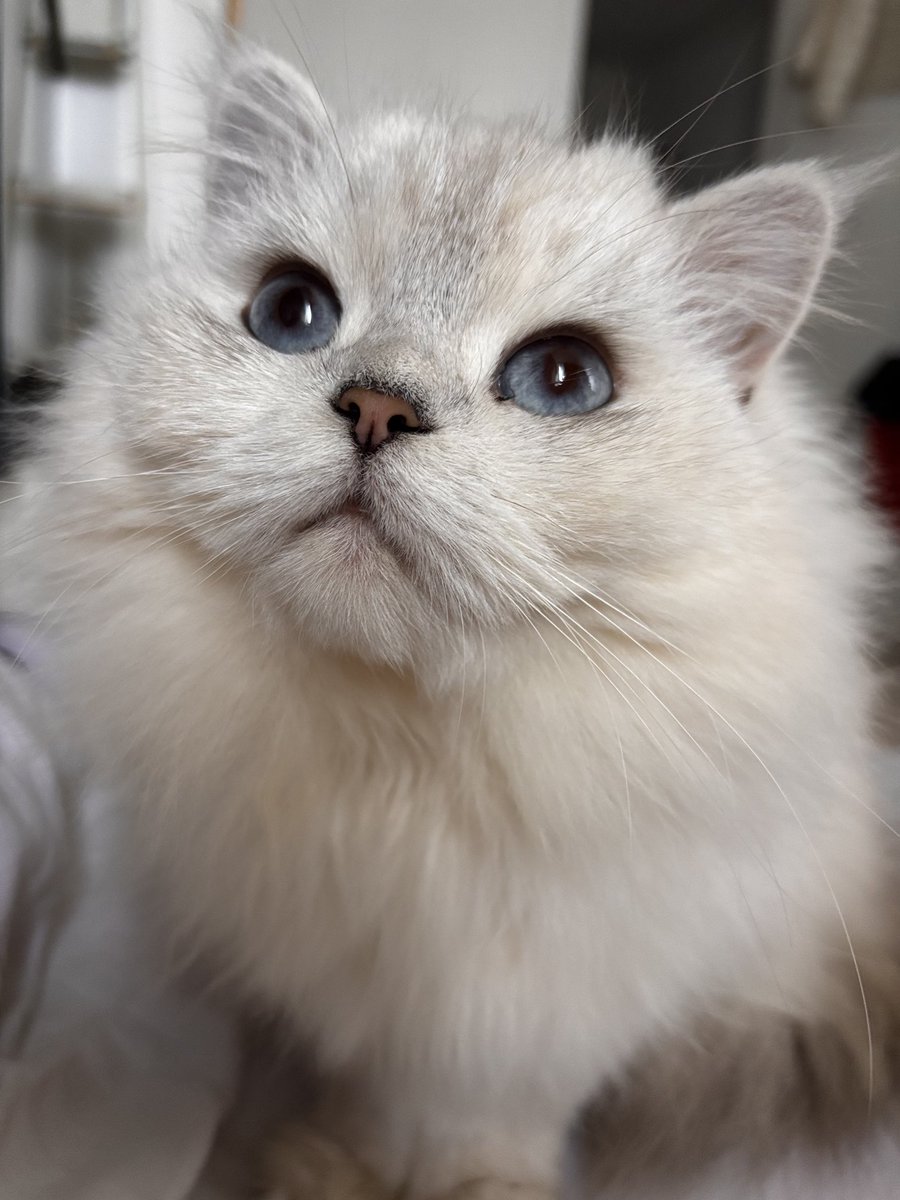 Maria Varfolomeieva tweet media