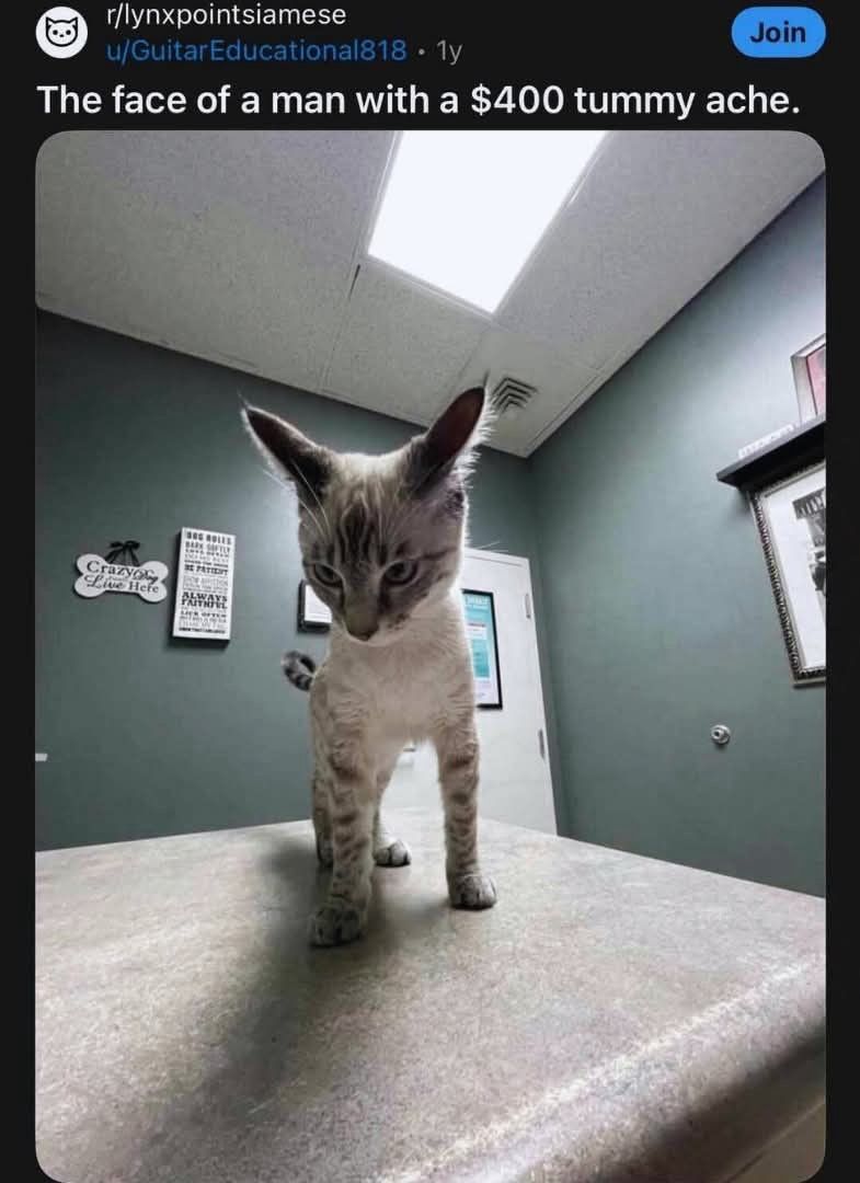 ShouldHaveCat's tweet image. 